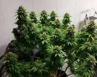 New420Guy Seeds Super Dense Auto - photo made by new420guy