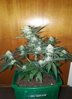 Norden Seeds Auto Viking AK47 - photo made by patchwork
