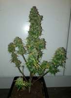 Norden Seeds Auto Viking Blue - photo made by patchwork