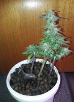 Norden Seeds Auto Viking Sativa - photo made by patchwork