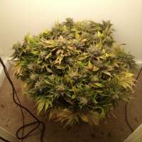 Paradise Seeds Dutch Dragon - photo made by Paradise75