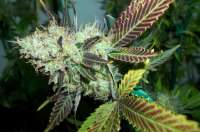 Paradise Seeds Lucid Bolt - photo made by MaxYield