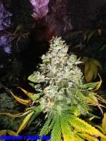 Paradise Seeds Magic Bud - photo made by HighSeed