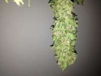 Paradise Seeds Magic Bud - photo made by Hashpapy