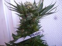 Paradise Seeds Mendocino Skunk - photo made by merlin