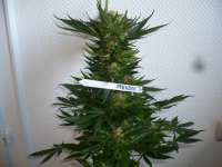 Paradise Seeds Mendocino Skunk - photo made by merlin