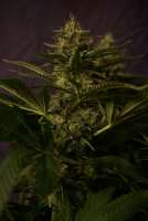 Paradise Seeds White Berry - photo made by TeutoGrow