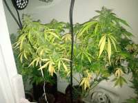 PEV Seeds Bank Piensa En Moby Dick Auto - photo made by Scoob