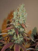 Pheno Finder Seeds Grapefruit Diesel - photo made by Cultivator420