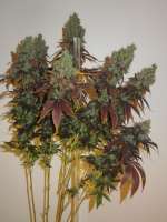 Pheno Finder Seeds Grapefruit Diesel - photo made by Cultivator420