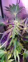 Purple City Genetics Papaya x THC Bomb - photo made by Edu1024