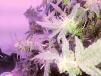 Reefermans Seeds Sour Diesel - photo made by Pappasativa42