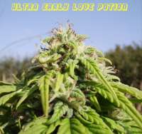 Reefermans Seeds Ultra Early Love - photo made by jacky
