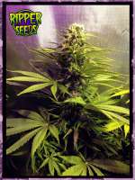 Picture from RSeeds (Hawaiian Wave)