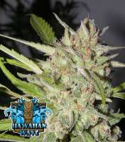 Picture from RSeeds (Hawaiian Wave)