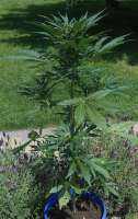 Royal Queen Seeds Jack Herer Automatic - photo made by qdb5285