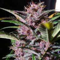 Royal Queen Seeds Watermelon Automatic - photo made by zoobzoob23