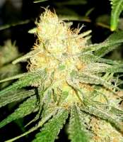 Sagarmatha Seeds Silver Bullet - photo made by Smittypops