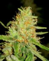 Sagarmatha Seeds Silver Bullet - photo made by Smittypops