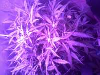 Samsara Seeds Ultraviolet - photo made by admin