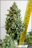 SeedStockers Candy Dawg Autoflower - photo made by Frogster