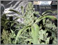 SeedStockers Candy Dawg Autoflower - photo made by Frogster