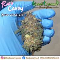 Seed Canary Rave Candy - photo made by SeedCanary