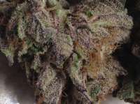Pic for Animal Mints Bx1 (Seed Junky Genetics)