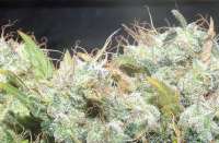 Picture from hemp47 (Jack Herer)