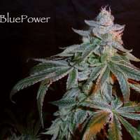 Sin City Seeds Blue Power F2 - photo made by admin