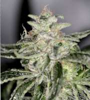 Sin City Seeds PetroleumNightmare - photo made by admin