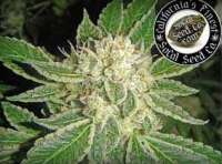 SoCal Seed Collective Double Platinum - photo made by webdonkey