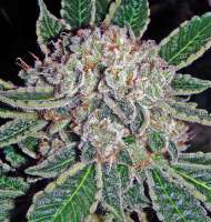 SoCal Seed Collective Triple Platinum - photo made by webdonkey