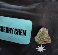 South Fork Seed Collective Cherry Chem - photo made by ProfEstrella13