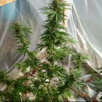 Picture from bigsexygrows (CBD Medi Kush)