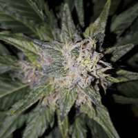 Picture from SterquiliniisSeeds (Dark Stormy)