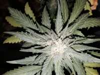 Sterquiliniis Seed Supply Hurricane Punch - photo made by SterquiliniisSeeds