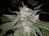 Sterquiliniis Seed Supply Mai Tai - photo made by SterquiliniisSeeds