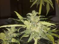 Sterquiliniis Seed Supply Painkiller - photo made by SterquiliniisSeeds