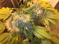 Strain Hunters Seed Bank Flowerbomb Kush - photo made by delahouse1