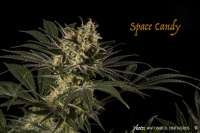 SubCool’s The Dank Space Candy - photo made by antoniphoto