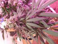 Swamp Donkey Seeds Purple Frost Monster - photo made by budmaster