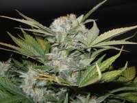 Sweet Seeds Fast Bud #2 Auto - photo made by IsoGrower