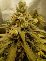 Sweet Seeds Jack 47 F1 Fast Version - photo made by JudasChrist