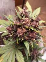 Picture from Armando (Red Poison Auto)