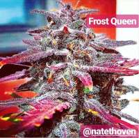 The Bakery Genetics Frost Queen - photo made by TheBakeryGenetics