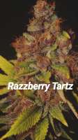 The Bakery Genetics Razzberry Tartz - photo made by Thebakerygenetics