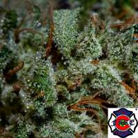 The Fire Department 303 Headband - photo made by triceratopsgardens