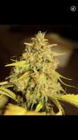 Top Dawg Seeds 3 Chems - photo made by Mephisto66689