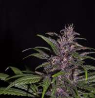 Tropical Seeds Company Red Monster - photo made by flashgordon